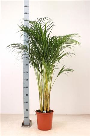 Dypsis Lutescens