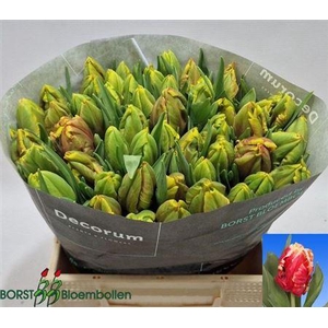 Tu Pa Dee Jay Parrot