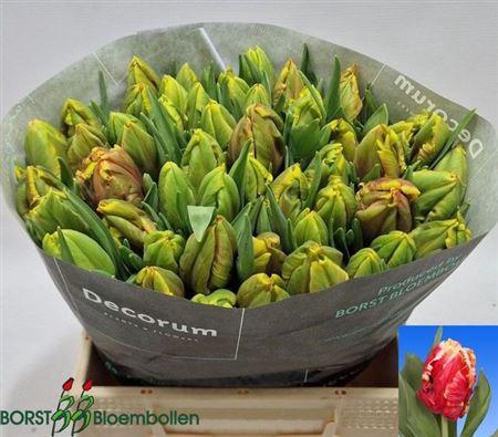 <h4>Tu Pa Dee Jay Parrot</h4>