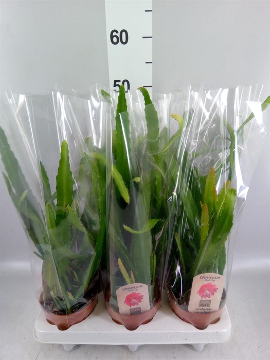 <h4>Epiphyllum   ...</h4>
