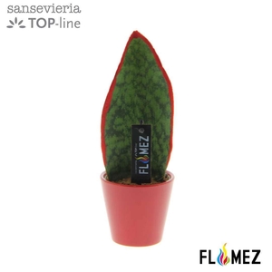 Sansevieria TOP-line FLAMEZ Red