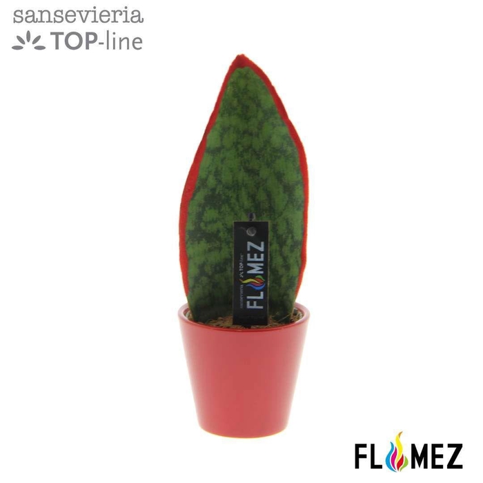 <h4>Sansevieria TOP-line FLAMEZ Red</h4>