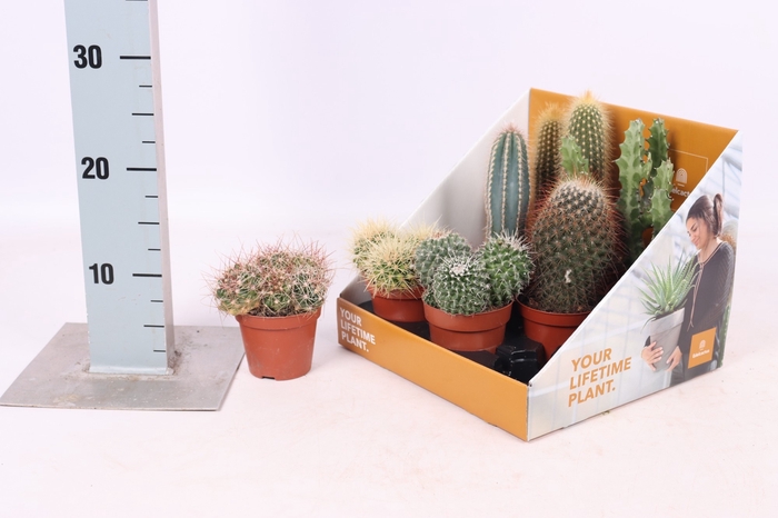 Cactus mix 8,5Ø 25cm