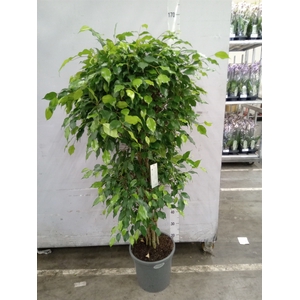 Ficus benja. 'Exotica'