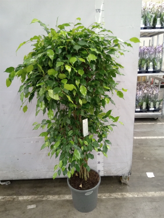 <h4>Ficus benja. 'Exotica'</h4>