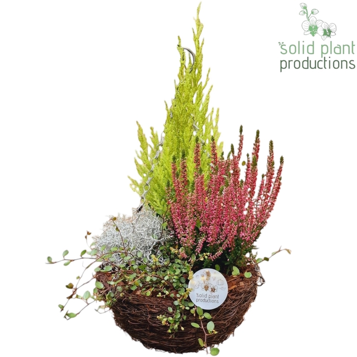 <h4>SHMC001 Salim Hanging Basket Medium Cupressus</h4>
