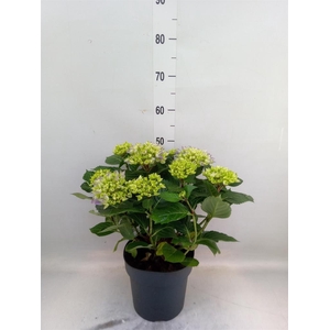 Hydrangea mac. 'Early'
