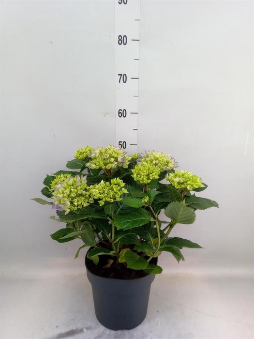 <h4>Hydrangea mac. 'Early'</h4>