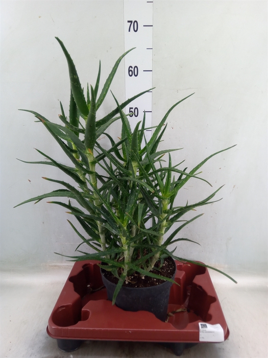 <h4>Aloe   ...</h4>