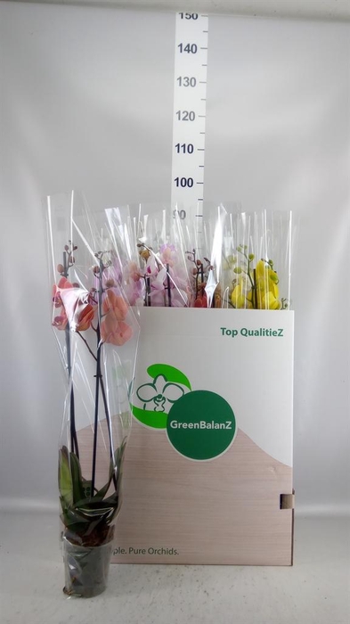 <h4>Phalaenopsis   ...mix</h4>