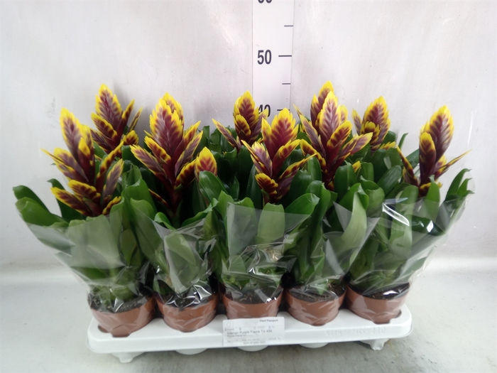 Vriesea  'Vogue'