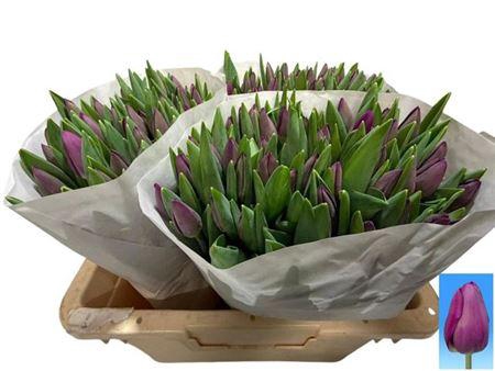 <h4>Tu En Roeska</h4>