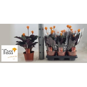 CALAT CROCATA