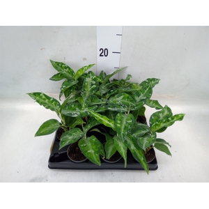 Aglaonema   ...