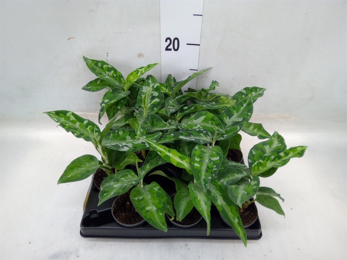 <h4>Aglaonema   ...</h4>