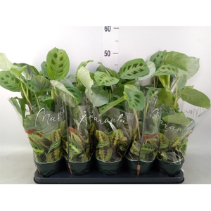 Maranta leuc. 'Kerchoveana'