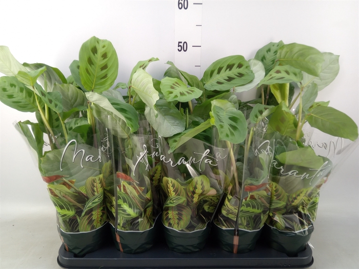 <h4>Maranta leuc. 'Kerchoveana'</h4>