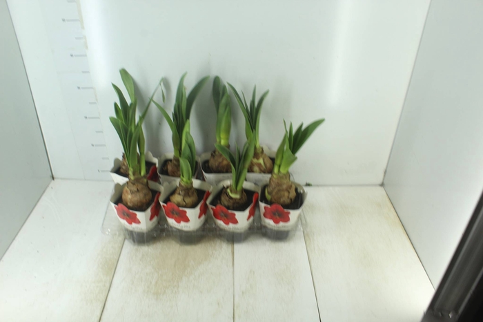 <h4>AMARYLLIS P14 VERMELHO</h4>