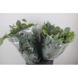 Euca Populus Short 150gr P Bunch