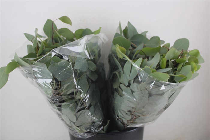 <h4>Euca Populus Short 150gr P Bunch</h4>
