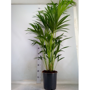 Howea forsteriana