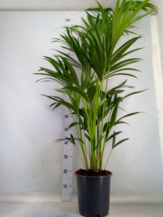 <h4>Howea forsteriana</h4>