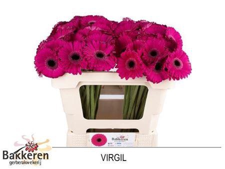 <h4>Ge Mi Virgil+</h4>