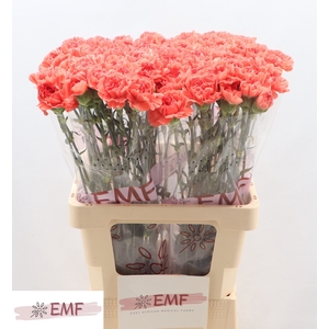 Di St Caroline EMF