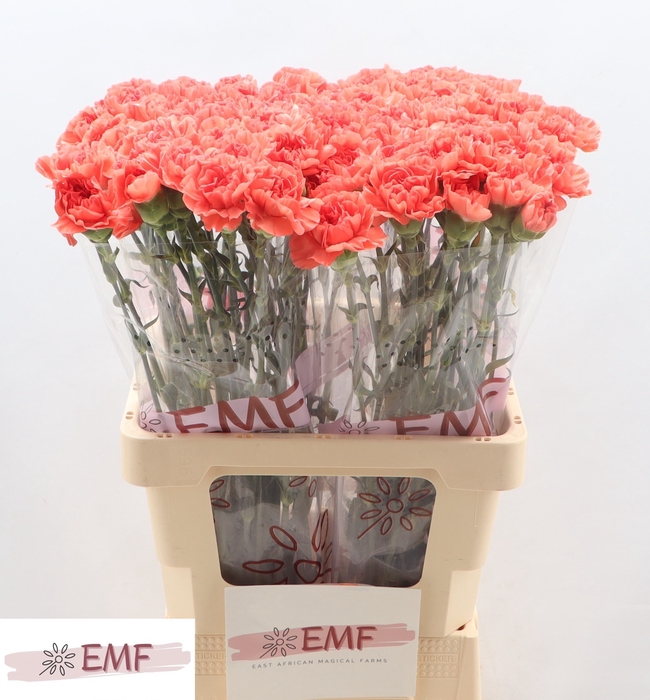 <h4>Di St Caroline EMF</h4>