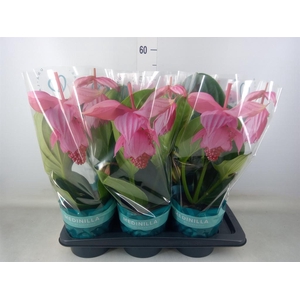 Medinilla magn. 'Flamenco'