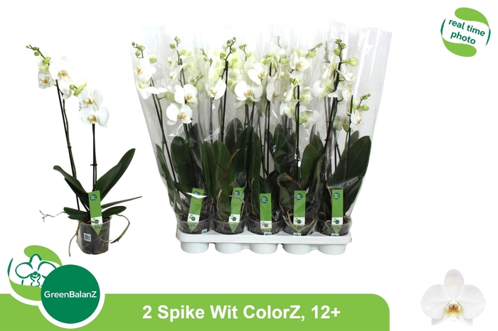 <h4>PHAL OV WIT</h4>