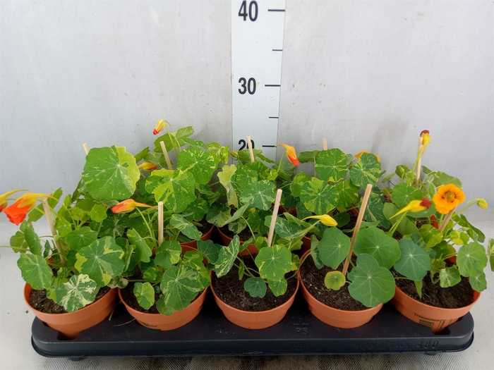 <h4>Tropaeolum majus</h4>