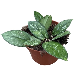 Hoya Crassipetiolata Splash