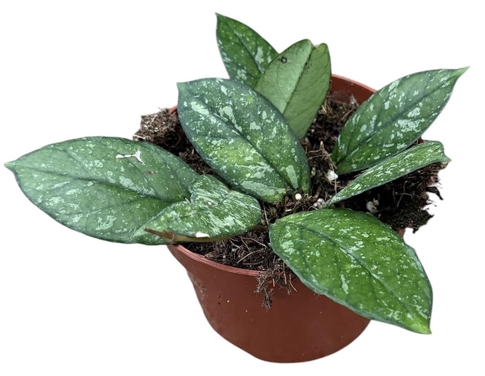 <h4>Hoya Crassipetiolata Splash</h4>