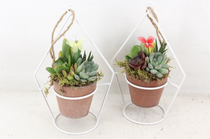 <h4>arr3 AD - Zink Terravyn</h4>