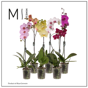 Phalaenopsis Mix 1 spike – 12cm | Mimesis