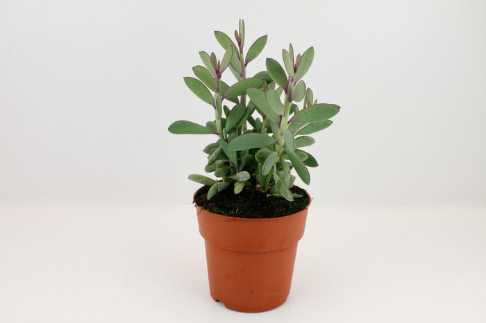 <h4>Senecio Crassimus</h4>