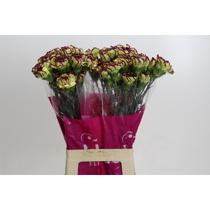 Dianthus St Extravaganza