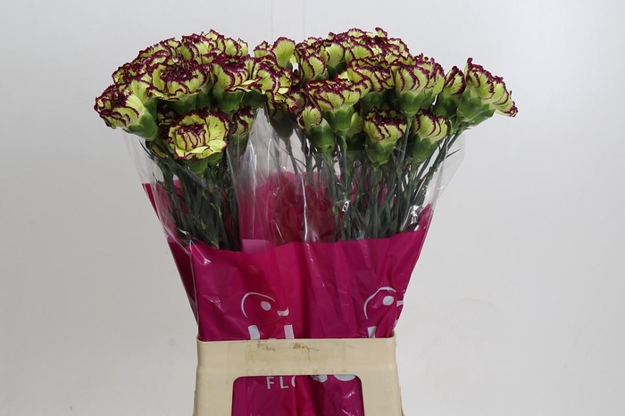 <h4>Dianthus St Extravaganza</h4>