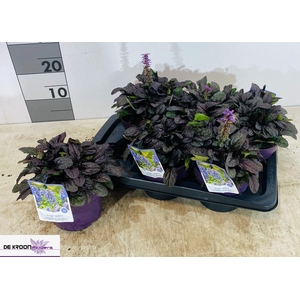 AJUGA R BRAUNHERZ