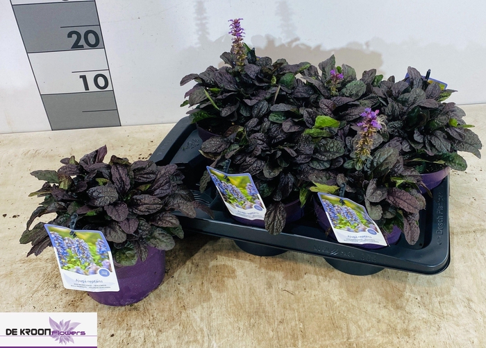 <h4>AJUGA R BRAUNHERZ</h4>