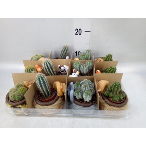 Cactus   ...mix