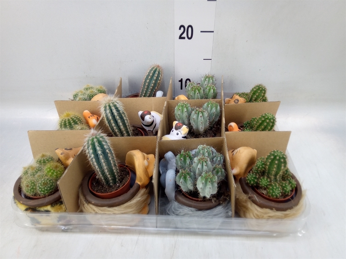 <h4>Cactus   ...mix</h4>
