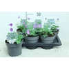 Geranium Rozanne