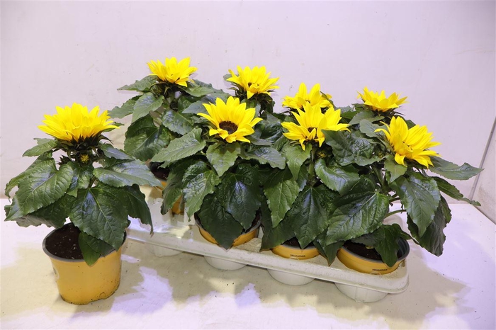 <h4>Heli Sunsation</h4>