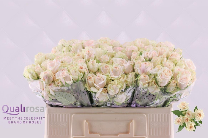 <h4>R Tr Super Bubbles</h4>