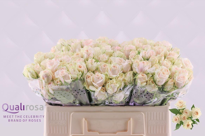 <h4>R Tr Super Bubbles</h4>