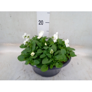 Viola corn. 'Endurio White'