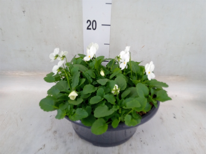 <h4>Viola corn. 'Endurio White'</h4>