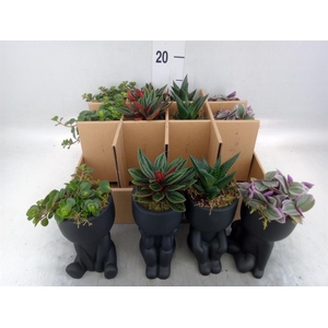 Arr.   Kamerplant Groen L%